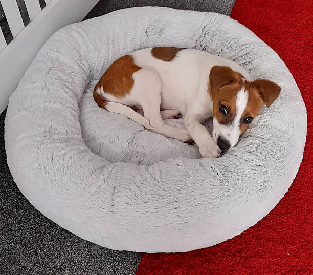Foam Dog Bed Features That Make a Real Difference