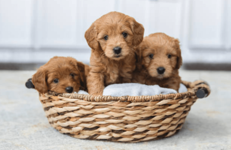 Premium Mini Goldendoodle Puppies Raised with Love in Florida
